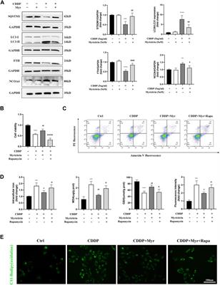 Myricitrin inhibited ferritinophagy-mediated ferroptosis in cisplatin-induced human renal tubular epithelial cell injury